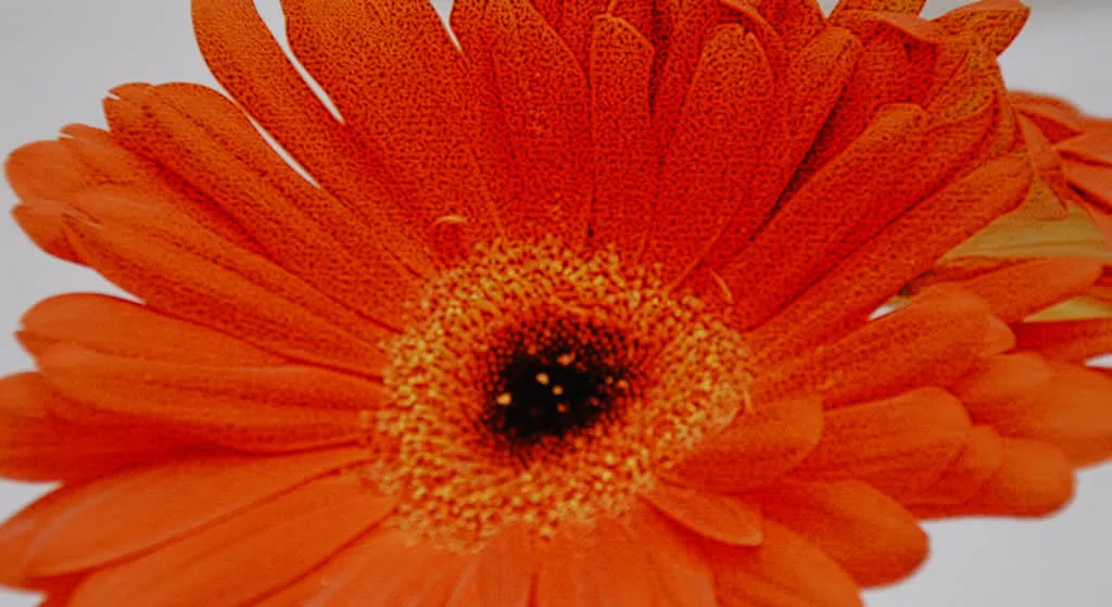 Papel fotográfico Husares Premium Glossy 150grs