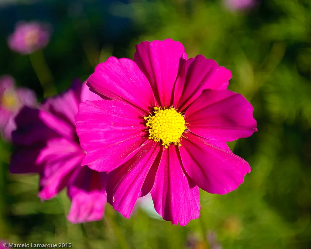 Flor