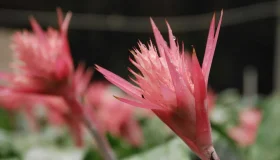 Fotos de flores