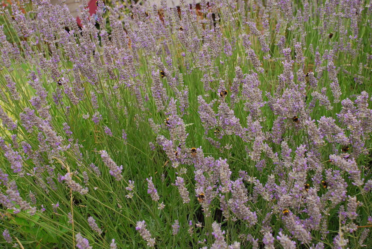 Foto de Flores (Lavanda)