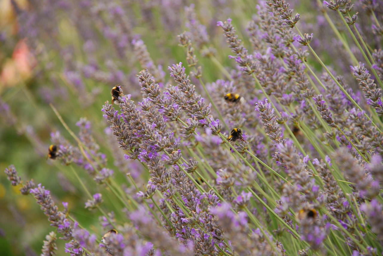 Fotos de flores (Lavanda)