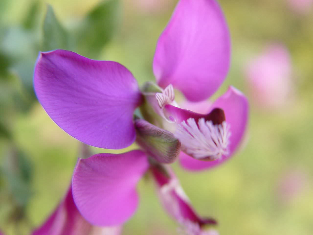 Fotos de flores