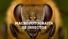 Macrofotografía de Insectos